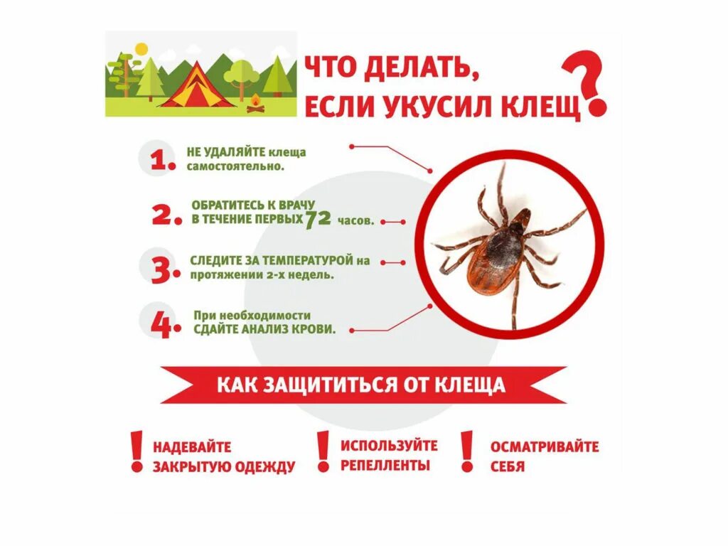 Исследование удаленного клеща. Что делать если укусил клещ. Памятка что делать при укусе клеща. Что нужно делать при укусе клеща.