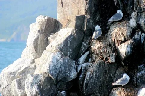 На скалах птичьи базары