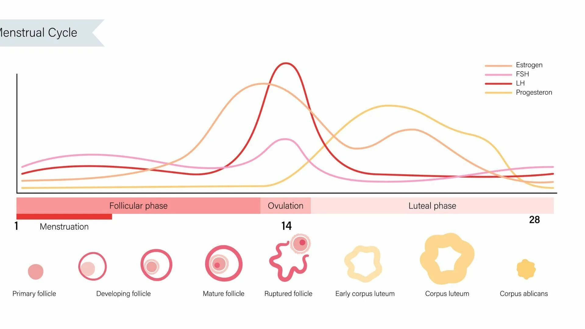 Фазы менструационного цикла фолликулярная овуляторная лютеиновая. Фазы менструального цикла схема. Гормоны по фазам менструационного цикла. Менструальный цикл по фазам схема лютеиновая фаза.