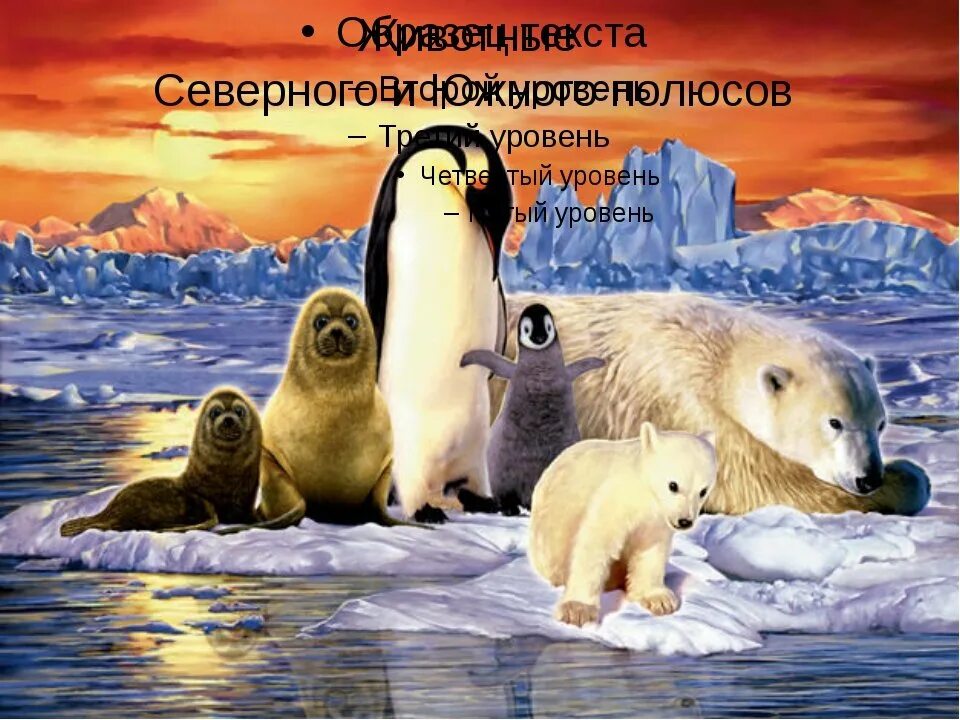 Обитатели полюсов. Животные севера. Животные Арктики для детей. Животные Северного полюса. Животные Северного полюса для детей.