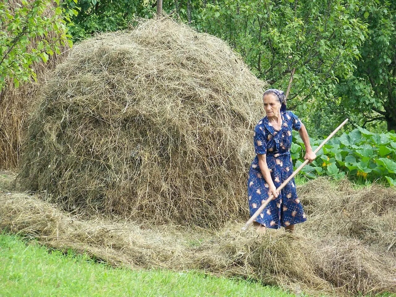 Баба на сенокосе. Вилы сено. Деревня сено. Уборка сена. Вилы в стоге сена.