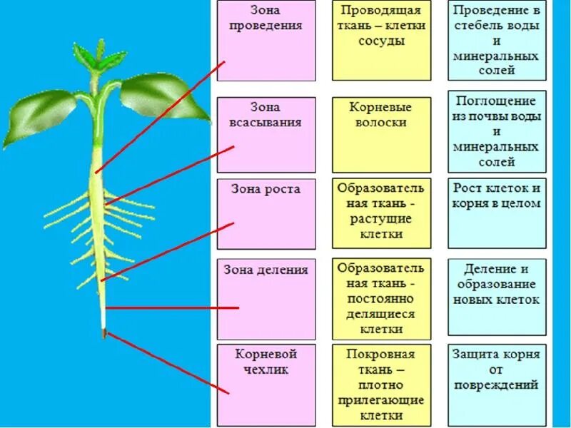 Строение органов растений. Функции органов растений. Корень строение орган растения. Органы растений таблица.