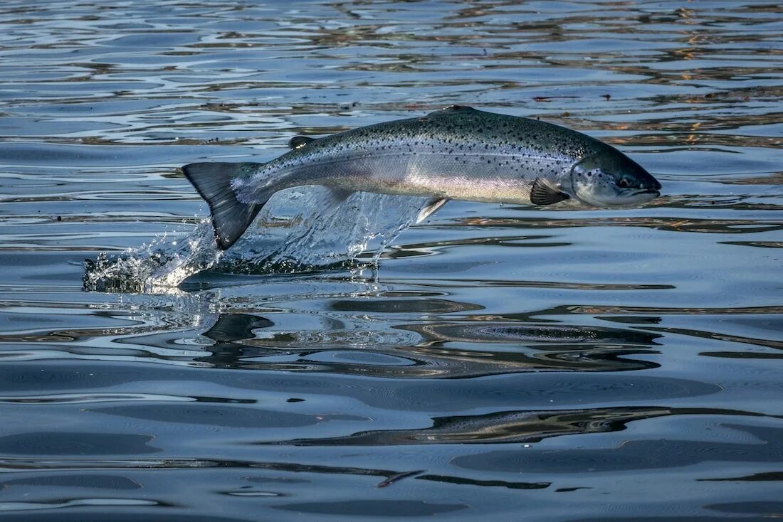 Рыба прыгает. Лосось в воде. Рыба из воды. Рыба прыгает из воды. Гнет рыбы