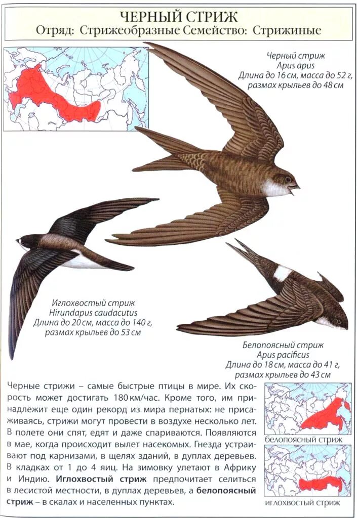 Скорость полета стрижа. Черный Стриж самка. Стриж птица. Строение стрижа. Крылья стрижа.
