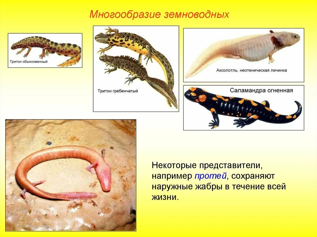 Многообразие земноводных. Земноводные представители. Личинок земноводных животных. Амфибии представители.