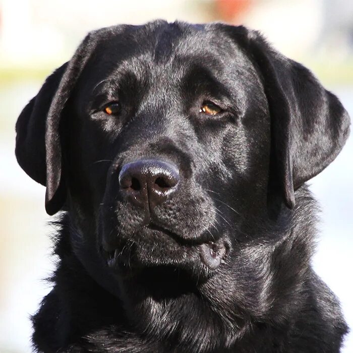 Black lab this