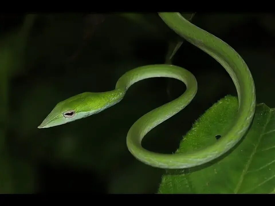 Green keelback