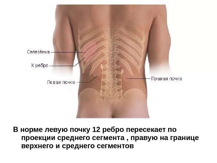 Правая почка ниже левой. Почки анатомия расположение. Расположение почек у женщин со спины. Почему правая почка ниже левой.