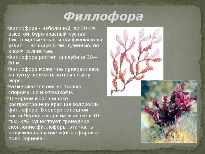 Строение и значение водорослей 7 класс. Красные водоросли филлофора. сообщение про водоросли филлофора кратко. водоросли филлофора доклад. филлофора водоросль строение.