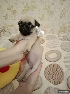 Отдам мопса в добрые