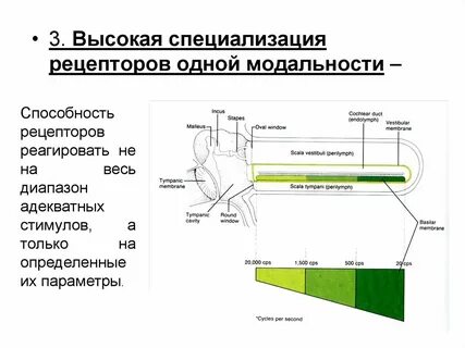 Высокая специализация