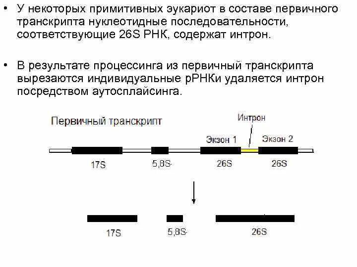Процессинг первичного транскрипта. Процессинг первичного транскрипта