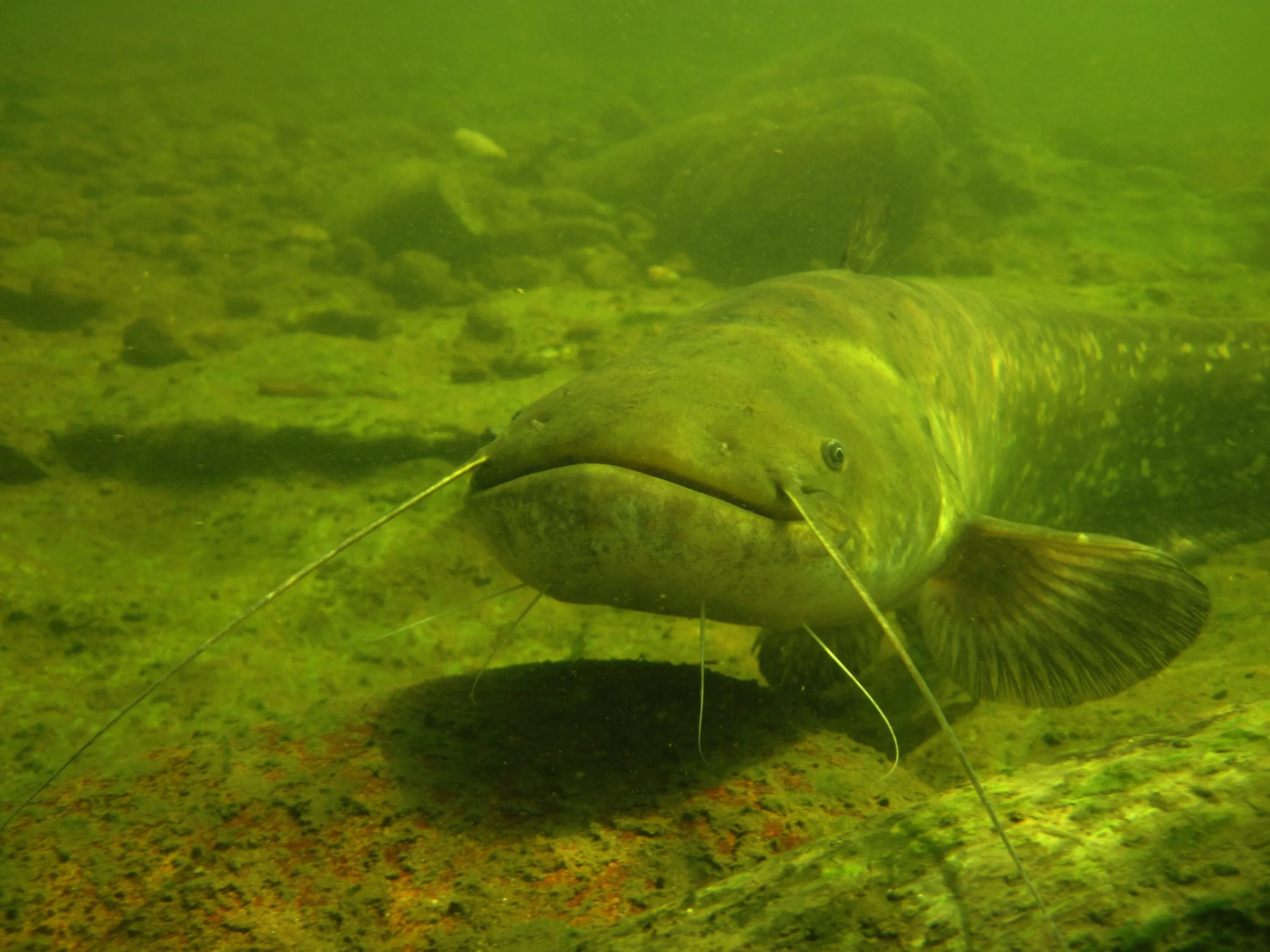 Турк ру сом 11. Сом альбинос Речной. Silurus GLANIS. Wels Catfish. Европейский сом Silurus GLANIS.