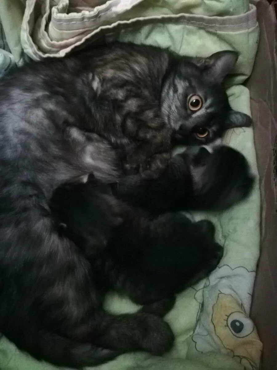 Когда у котят открываются глаза. Котенок открыл глазки. котята открывают глаза. открываются глаза у котят.
