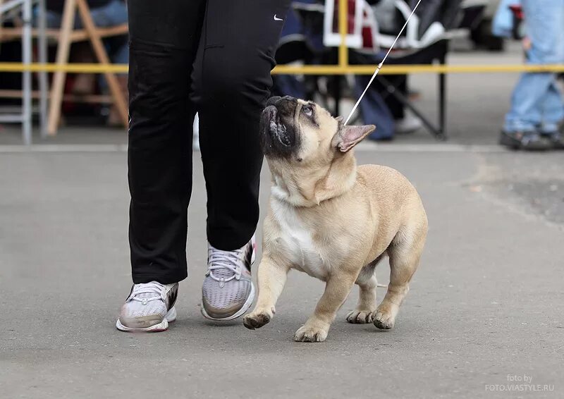 Ярославль dogs friendly. Выставка собак ярославль. На выставке собак. Выставка собак ярославль. Бест клуб собаководства санкт петербург.