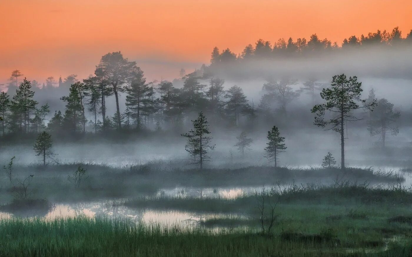 Пейзаж болота и леса. Шишкин туманное утро. Белые ночи Карелии болото. Лес в тумане.