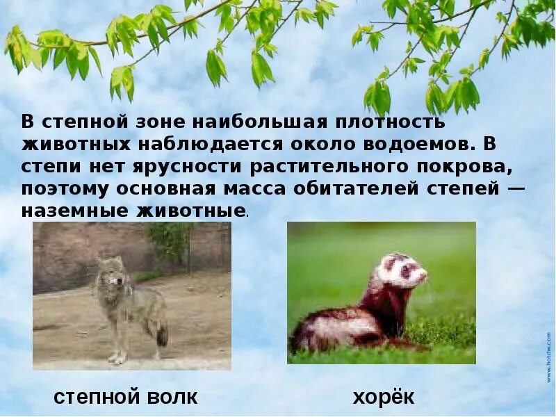 Степные животные сообщение 4 класс. Интересные сведения о животных степи. животные из степи сообщение. сообщение о степном животном. презентация зона степей животные.