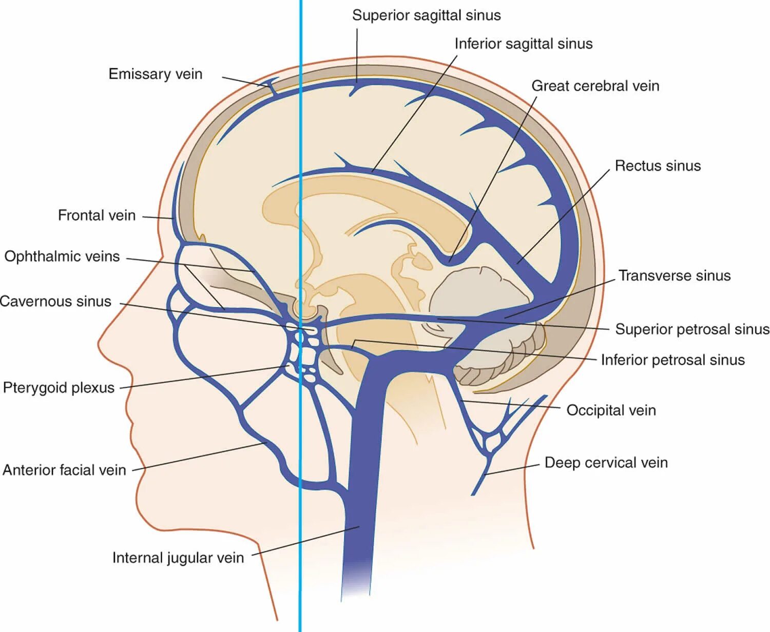Синусы оболочек головного мозга. Сигмовидный синус твердой мозговой оболочки. Пазухи твердой мозговой оболочки. Вены головного мозга синусы твердой мозговой оболочки. Верхний Сагиттальный синус головного мозга.