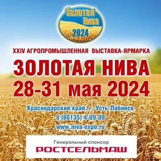 Золотая нива
