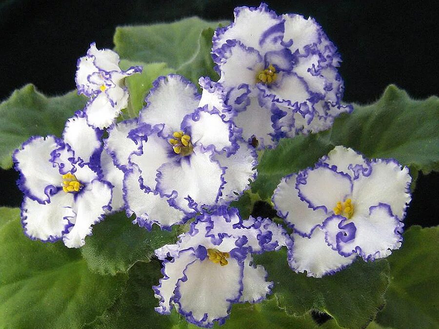 Сорта голубых фиалок. Голубая узамбарская фиалка. Фиалка узамбарская сенполия голубая. Узамбарская фиалка синяя. Голубая узамбарская фиалка.