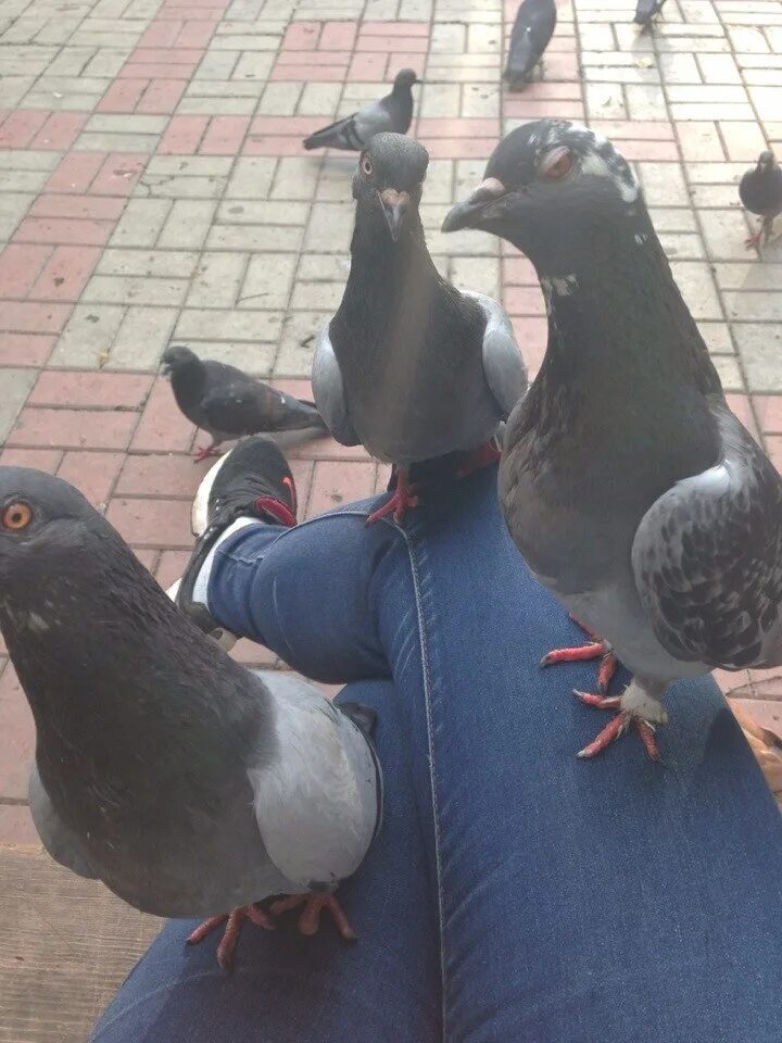 Джонни кэтсвилл. Кот джонни кэтсвилл. Достала немного. Достала немного. Достала немного.