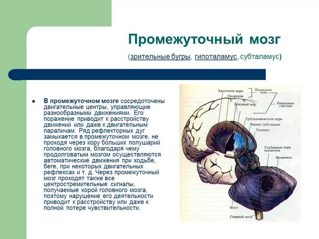 Какие рефлексы обеспечивает головной мозг. Центры рефлексов промежуточного мозга. Рефлекторная функция головного мозга промежуточный. Промежуточный мозг рефлексы таблица. Промежуточный мозг рефлексы головного мозга.