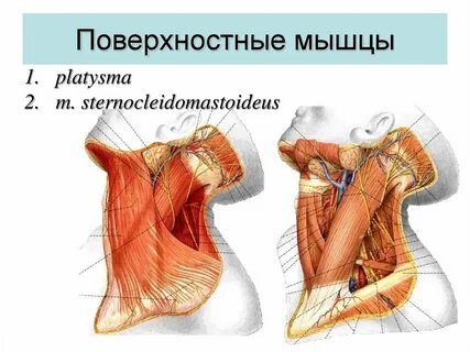 Подкожная мышца функции