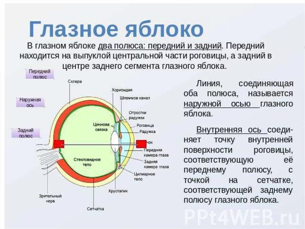 Задний полюс глаза. Зрительная ось глазного яблока. Зрительная ось глазного яблока проходит от переднего полюса до. Передний и задний полюс глазного яблока. Экватор глазного яблока.