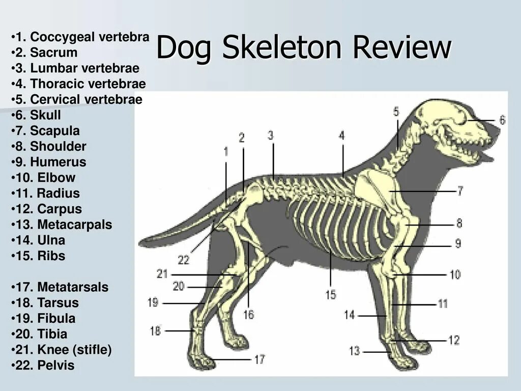 Особенности позвоночника собаки. Анатомия Джек Рассел терьера. Скелет собаки Джек Рассел терьер. Скелет Джек Рассел терьера строение. Строение Джек Рассел терьера Анатомическое.