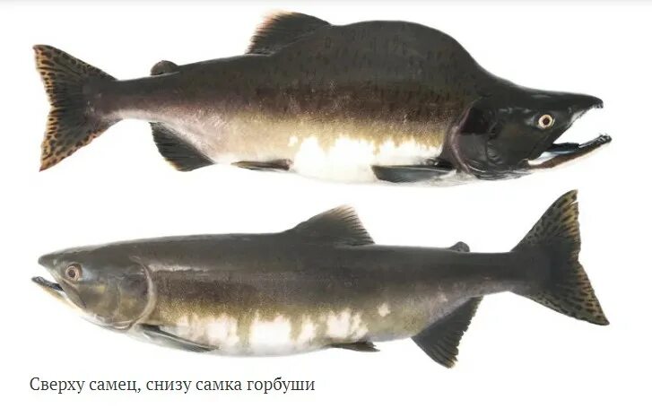 Как выглядит самец горбуши. Горбуша самка и самец. горбатая горбуша рыба.