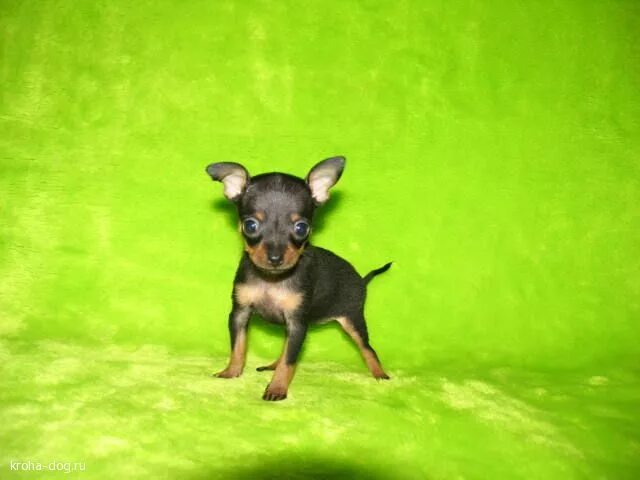 той терьер. русский той супер мини. щенки той-терьера мини 2мес. щенки мини той терьера. карликовый гладкошерстный той терьер.