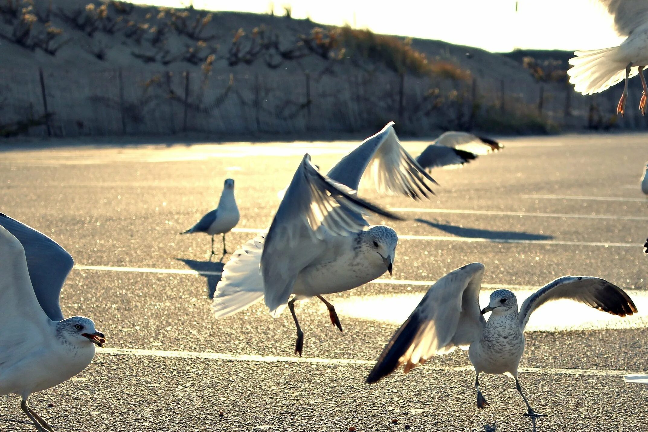 Крылья морских птиц. Птицы на пляже. Лапки Чайки. Море Чайки песок. Пляж лапки