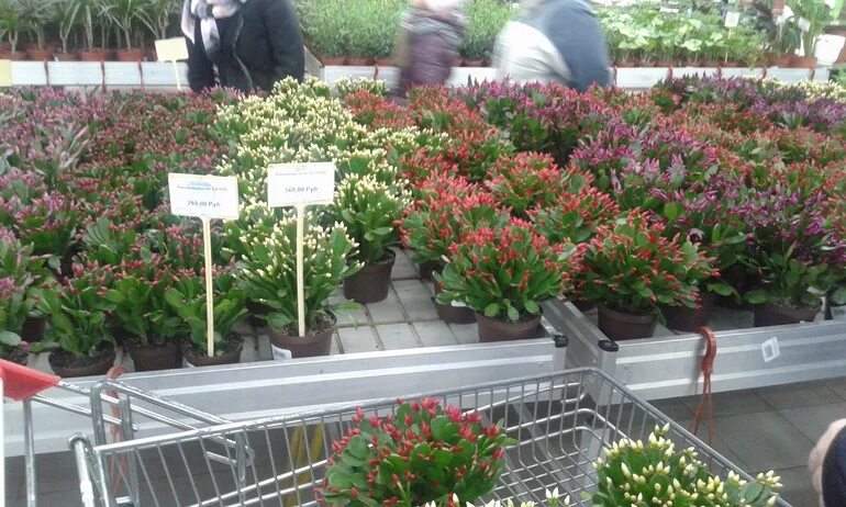 Рузский совхоз декоративного садоводства. Совхоз декоративного садоводства на 16 парковой. 16 парковая оранжерея магазин. 16 парковая оранжерея магазин. Садовый центр измайловского совхоза декоративного садоводства.