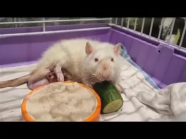 Крыса лежит на боку и тяжело дышит. Сообщество помощи крысам. Как приучить крыску лежать на спинке. Сообщество помощи крысам. Содержание крыс.