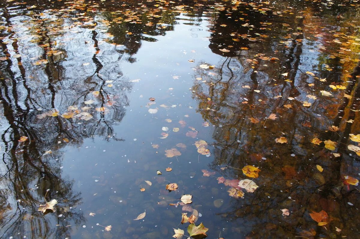 Осенние дождики вовсе впр. Осень дождь. Осень отражение в воде. Осенние листья на воде. Осенние лужи.