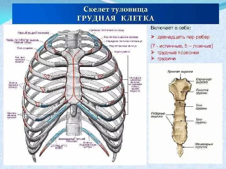 Грудная клетка строение и соединение костей. Анатомия человека кости скелета грудная клетка. Кости ребра Грудина позвонки. Анатомия человека кости ребра.