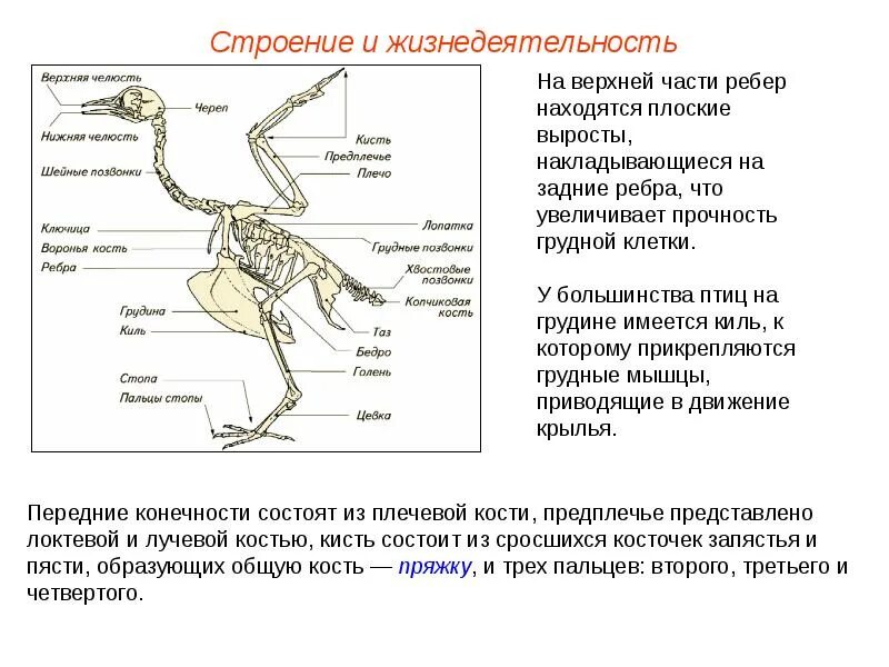 Конспект по теме класс птицы. Строение и жизнедеятельность птиц. Класс птицы строение. ОДС птиц. Особенности строения грудной кости птиц.