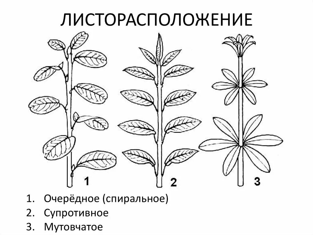 Местоположение листа. Лапчатка гусиная жилкование. Лапчатка гусиная листорасположение. Элодея мутовчатое. Листорасположение бобовых.