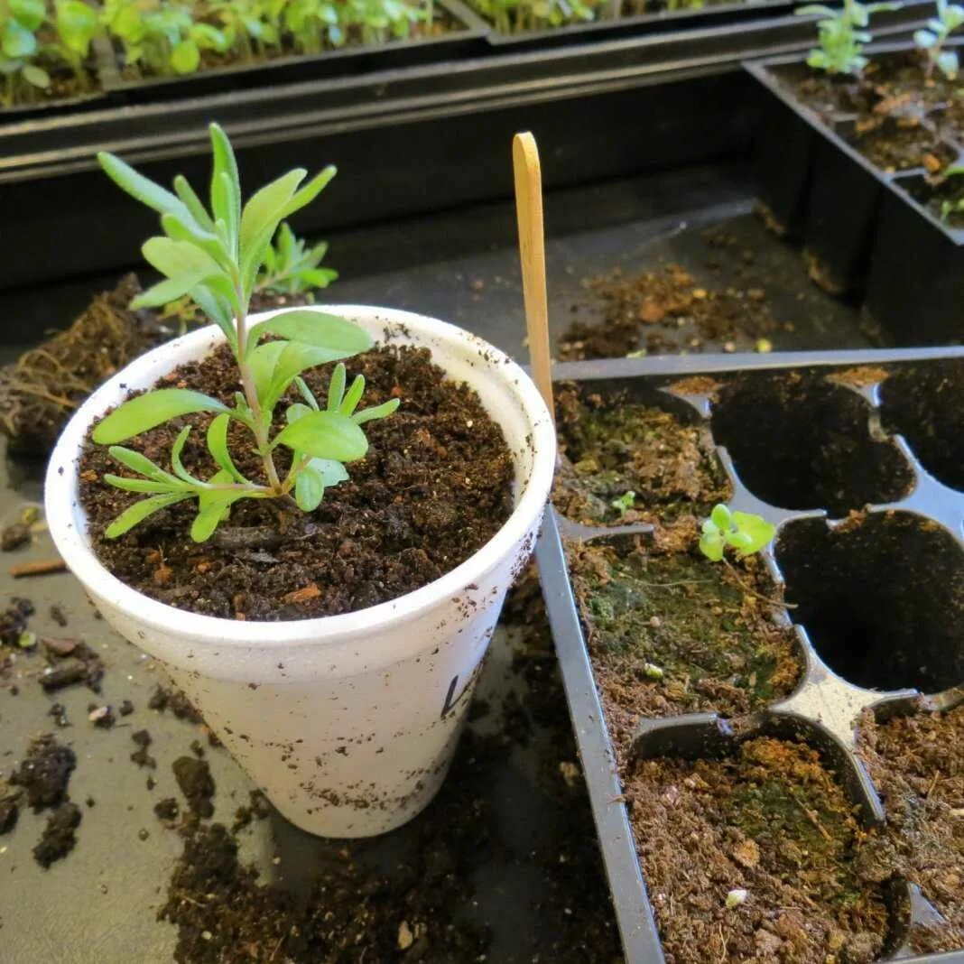 Лаванда пикировка рассады. Лаванда посадка семенами на рассаду. Лаванда посадка всходы рассады. Посев лаванды на рассаду. Посев лаванды на рассаду.