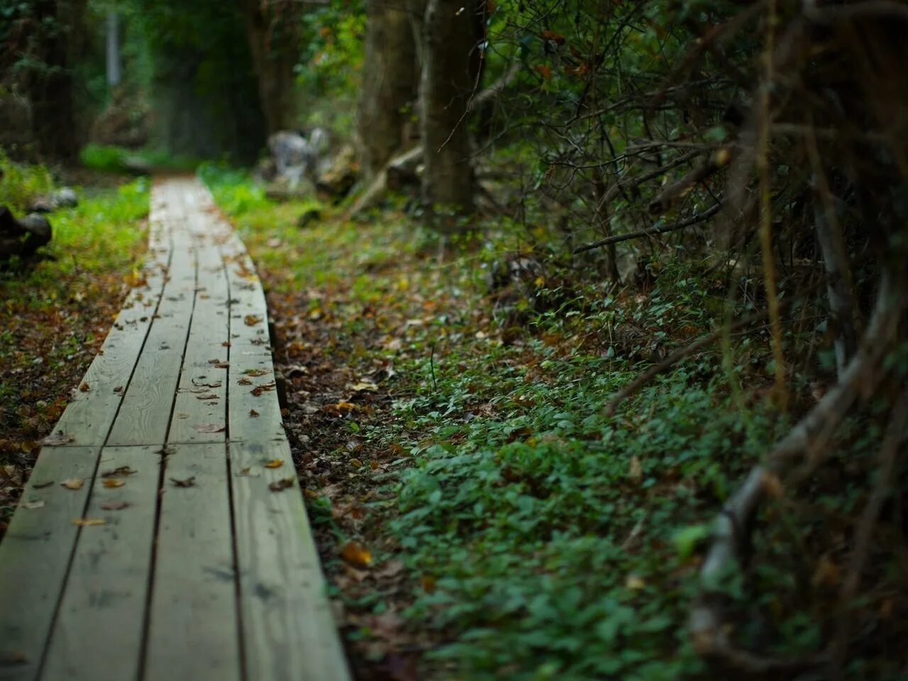 Bo path