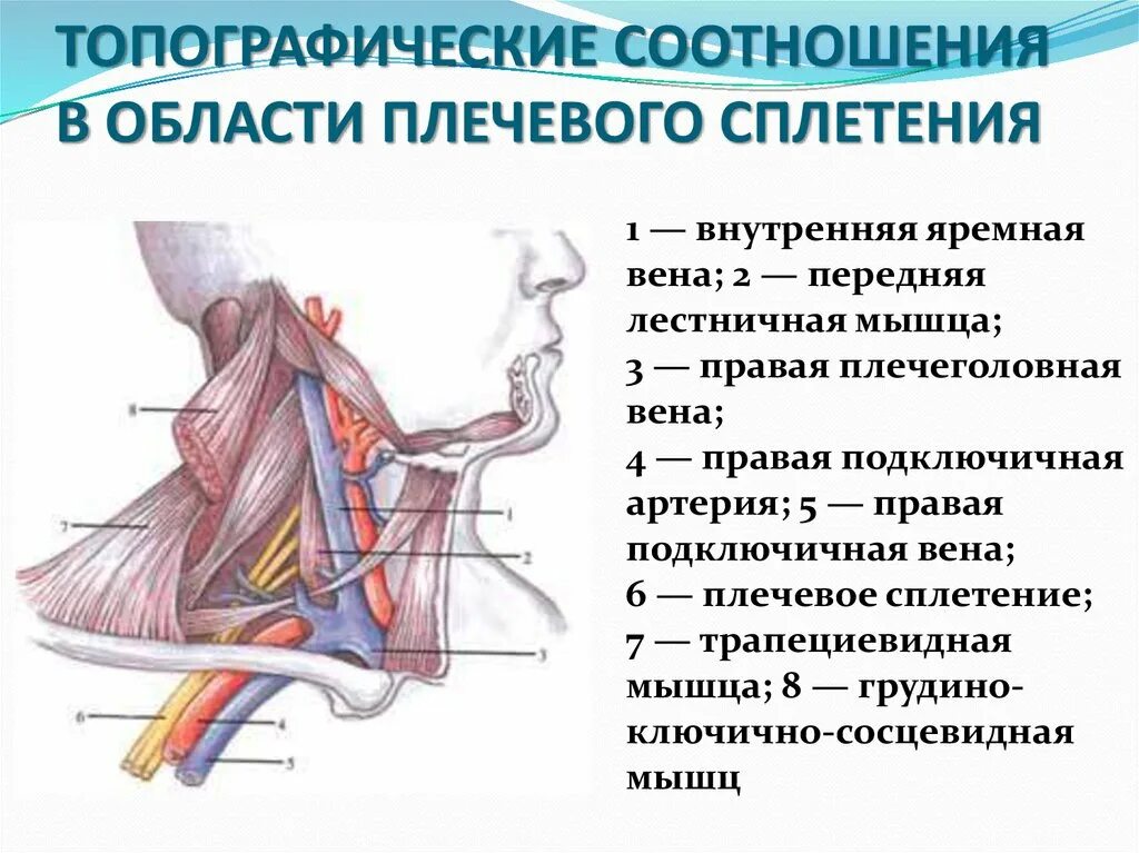 Топографическая анатомия подключичной. Анатомия подключичной артерии и вены. Подключичной вены слева. Подключичная Вена топографическая анатомия. Правая подключичная вена