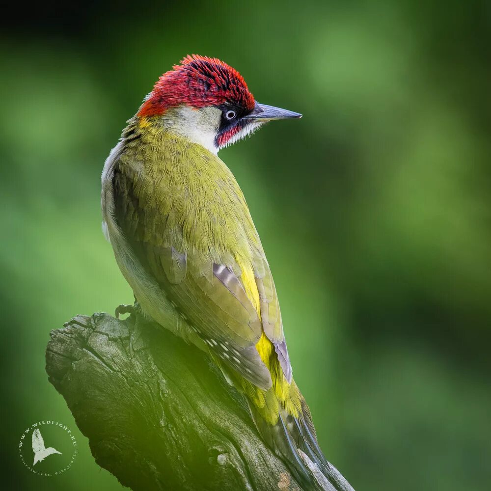 Зеленый дятел птица. Зеленый дятел с красной головой. Green Woodpecker. Picus erythropygius.