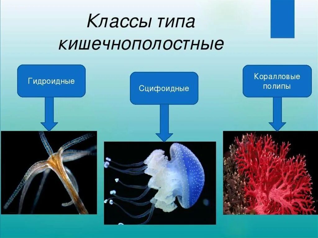 3 признака кишечнополостных. Кишечнополостные полипы и медузы. Гидроидные Сцифоидные коралловые полипы. Представители кишечнополостных 5 класс биология. Гидроидные полипы представители.