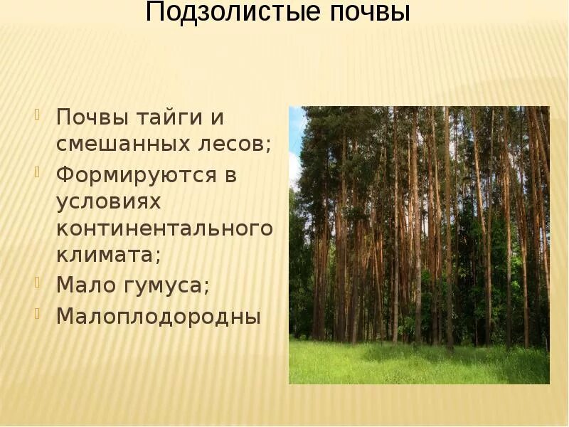 Малое количество гумуса в почвах тайги. Почвы тайги гумус. Подзолистые почвы тайги. Смешанные леса почва. Таежная подзолистая почва.