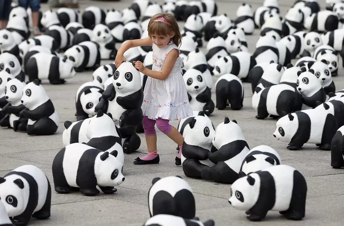 Панда собирает в круг. День панды. Защита панд. Команда Панда. Организации по защите панд.