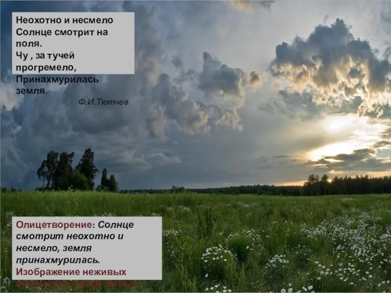 Анализ в синем небе плывут над полями. Ф И Тютчев неохотно и несмело. Ф.И. Тютчева "неохотно и несмело". Тютчев Принахмурилась земля. Стих неохотно и несмело.