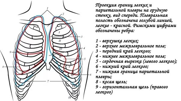 Верхушка легкого спереди границы. Скелетотопия легких и плевры. Границы легкого и плевры. Проекция границ легких и плевры на грудную клетку. Границы легкого по ребрам