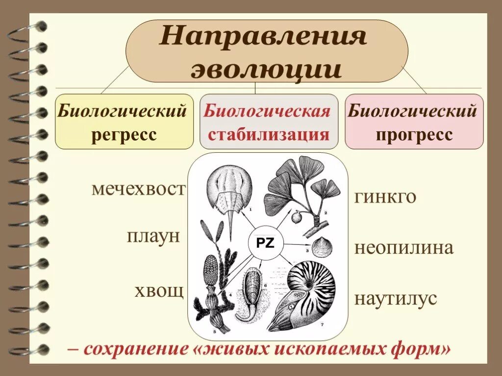 Выберите примеры биологического прогресса