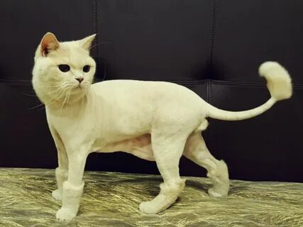Фото кота подстриженного