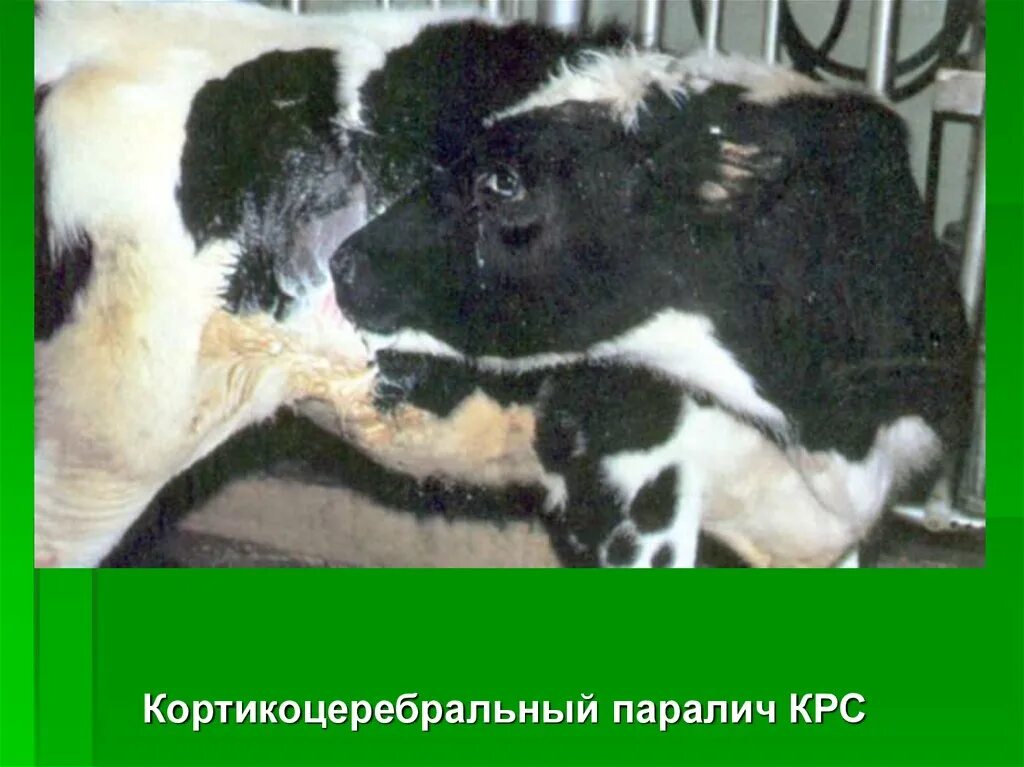Недостаток витамина а у животных. Авитаминоз у телят. Авитаминоз у телят. Авитаминоз у телят. Колибактериоз молодняка крс.